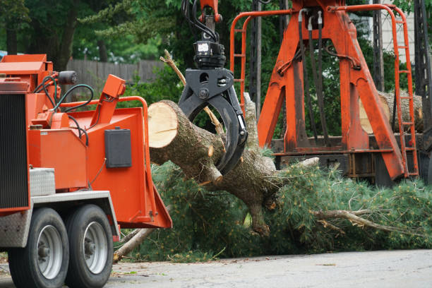 Best Palm Tree Trimming  in USA